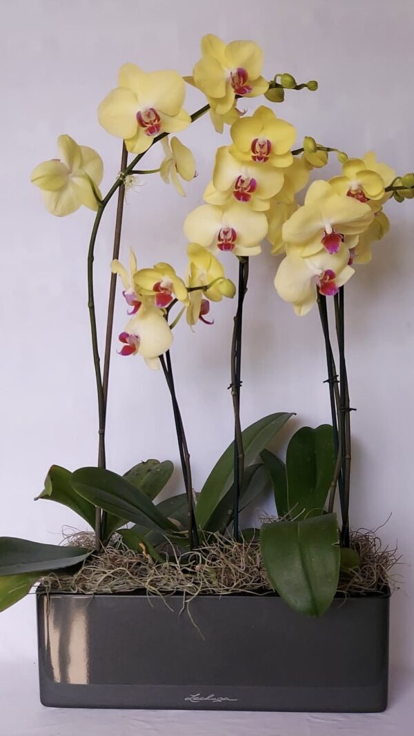Trío de Phalaenopsis sencillo - Imagen 2