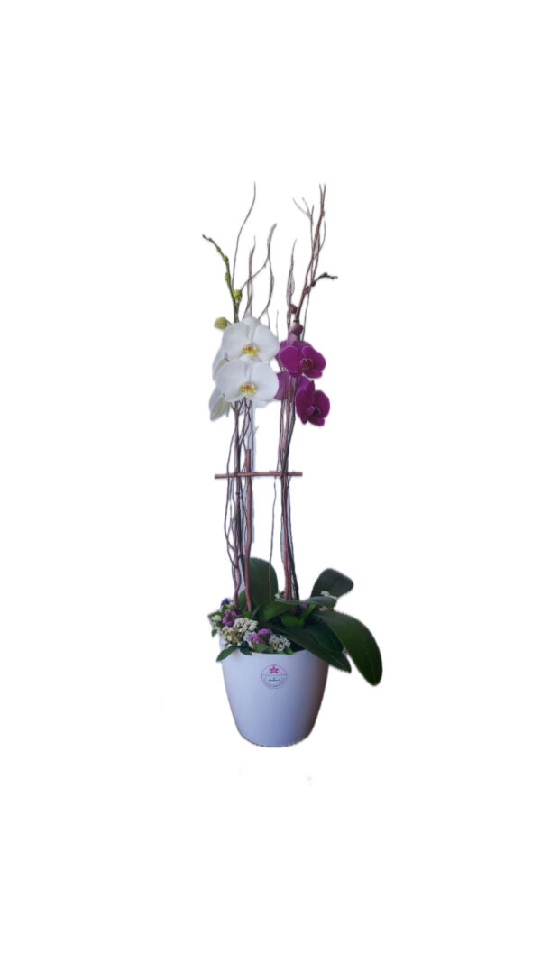 Dúo de Phalaenopsis sencillo