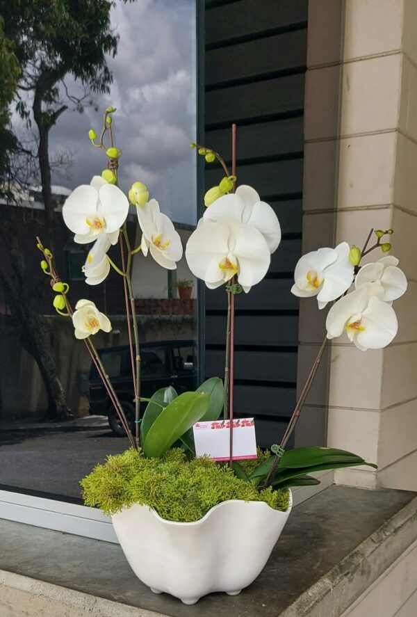 Trío de Phalaenopsis con pleitesía floral - Imagen 5
