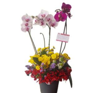 Dúo de Phalaenopsis con pleitesía floral
