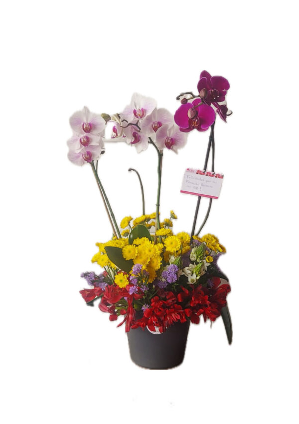 Dúo de Phalaenopsis con pleitesía floral