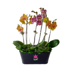 Trío de Phalaenopsis sencillo
