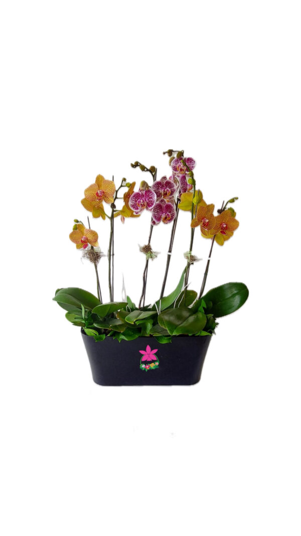 Trío de Phalaenopsis sencillo