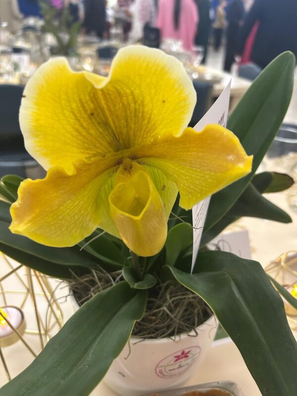 Alquiler de plantas - Imagen 3
