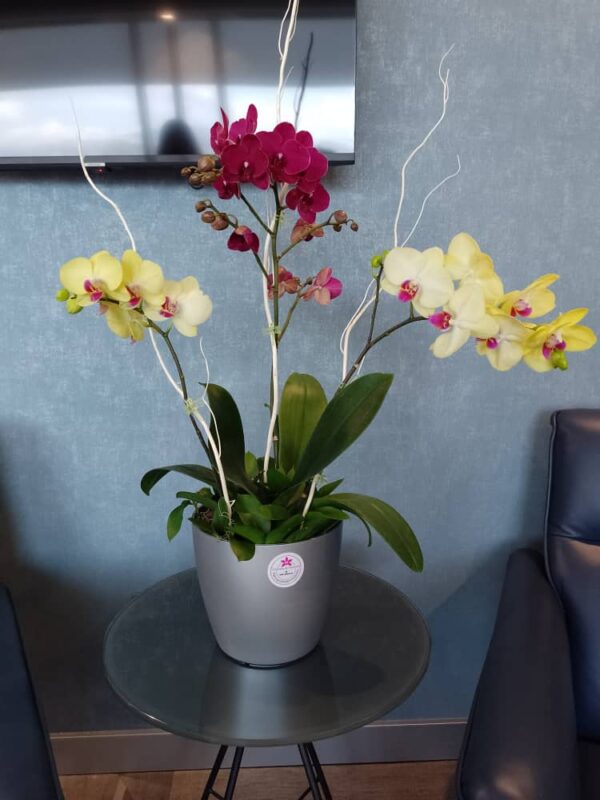 Trío de Phalaenopsis sencillo - Imagen 4