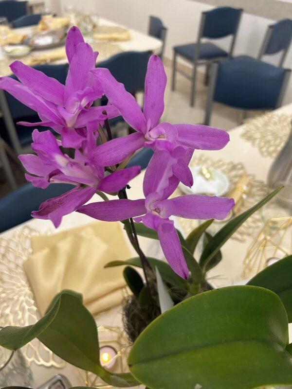 Alquiler de plantas - Imagen 2