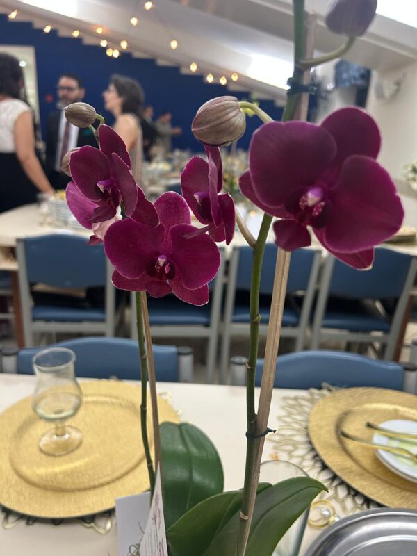 Alquiler de plantas - Imagen 7