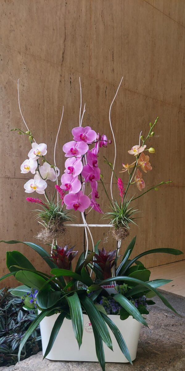 Trío de Phalaenopsis con pleitesía floral - Imagen 6