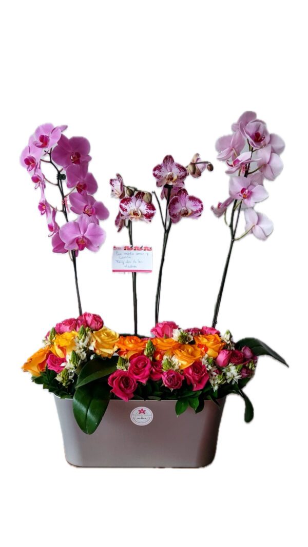 Trío de Phalaenopsis con pleitesía floral - Imagen 2