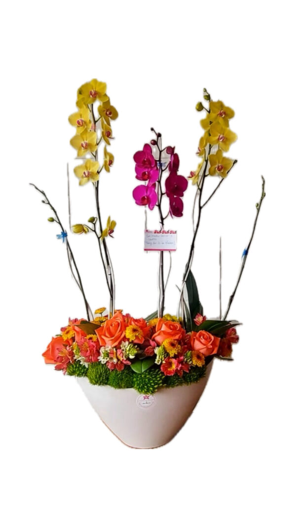 Trío de Phalaenopsis con pleitesía floral - Imagen 3