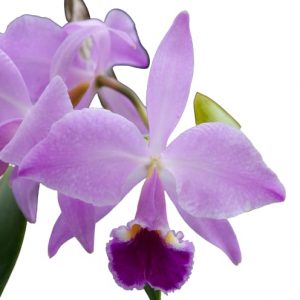 Orquídea Cattleya jenmanii orchids