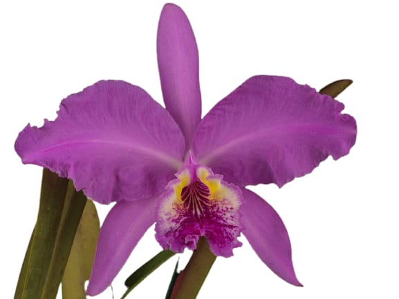 Orquídea Cattleya lueddemanniana orchids