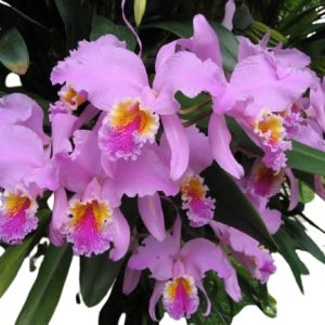 Orquídea Cattleya mossiae