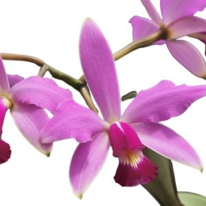 Orquídea Cattleya violacea