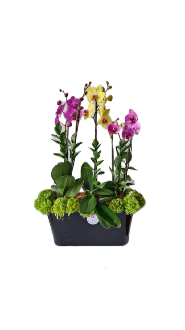 Trío de Phalaenopsis sencillo - Imagen 3