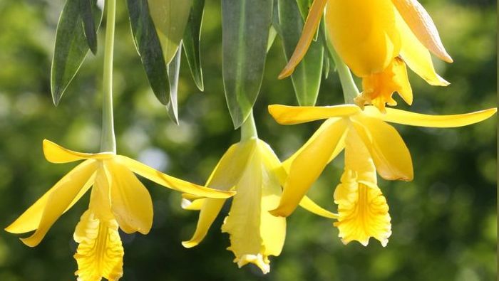 Buscan propiedades medicinales, alimenticias y cosméticas en orquídeas