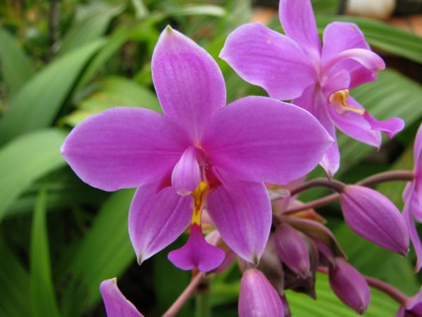 Orquídea Spathoglottis Plicata