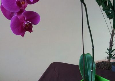 Orquídeas de Venezuela - arreglos florales
