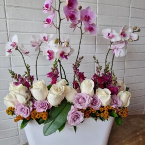 Trío de Phalaenopsis con pleitesía floral