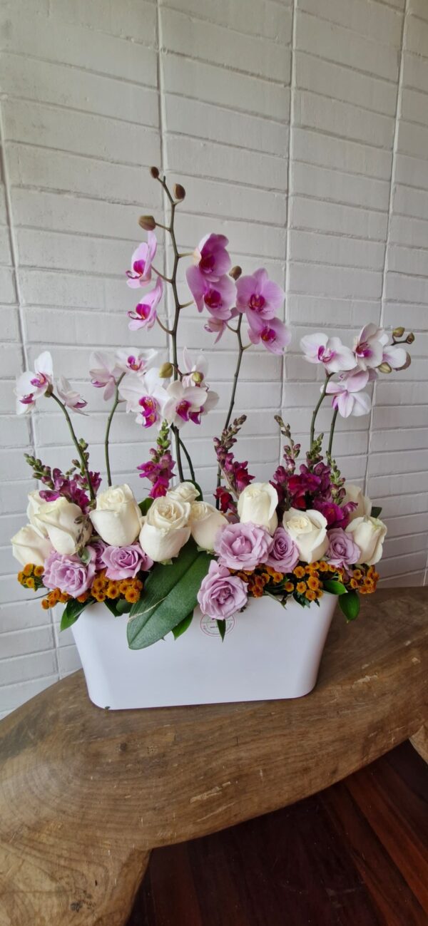 Trío de Phalaenopsis con pleitesía floral