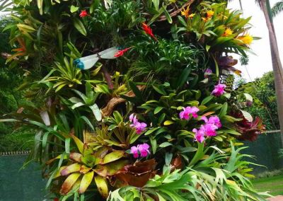 Orquídeas de Venezuela - paisajismos y jardines